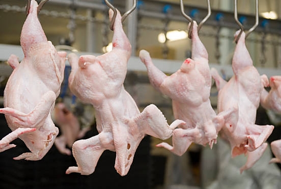 Kode KBLI: 10120 Kegiatan Rumah Potong dan Pengepakan Daging&nbsp;Unggas