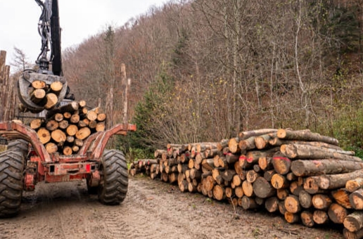 Kode KBLI 46207 Perdagangan Besar Hasil Kehutanan Dan&nbsp;Perburuan