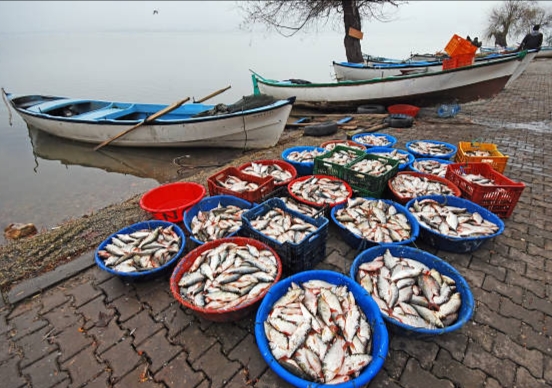 Kode KBLI 46206 Perdagangan Besar Hasil&nbsp;Perikanan