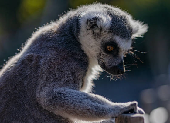 Kode KBLI 46205 Perdagangan Besar Binatang&nbsp;Hidup