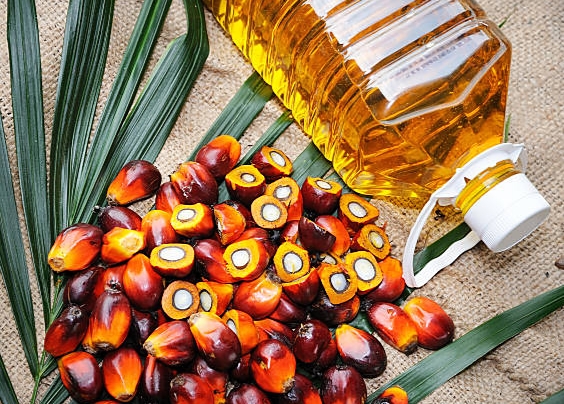 Kode KBLI 46202 Perdagangan Besar Buah Yang Mengandung Minyak Seperti Kelapa & Kelapa&nbsp;Sawit