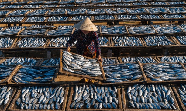 Kode KBLI 10211 Industri Penggaraman/Pengeringan Ikan