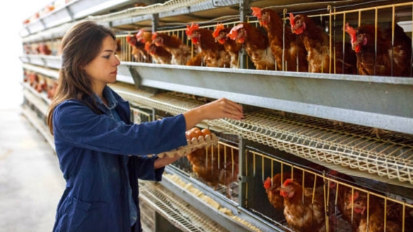 Kode KBLI 10120 Kegiatan Rumah Potong Dan Pengepakan Daging&nbsp;Unggas