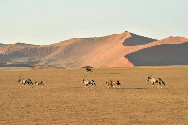 Kode KBLI 72206 Penelitian Dan Pengembangan Sejarah/Cagar&nbsp;Budaya