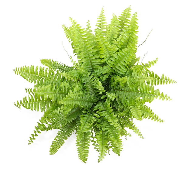 Kode KBLI 77294 Aktivitas Penyewaan dan Sewa Guna Usaha Tanpa Hak Opsi Bunga Dan Tanaman&nbsp;Hias